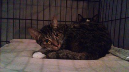 Clyde, a Adoptable mixed breed in New York, NY image 2/6