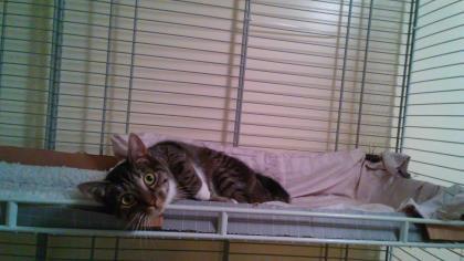 Clyde, an adoptable Domestic Short Hair in New York, NY, 10019 | Photo Image 3