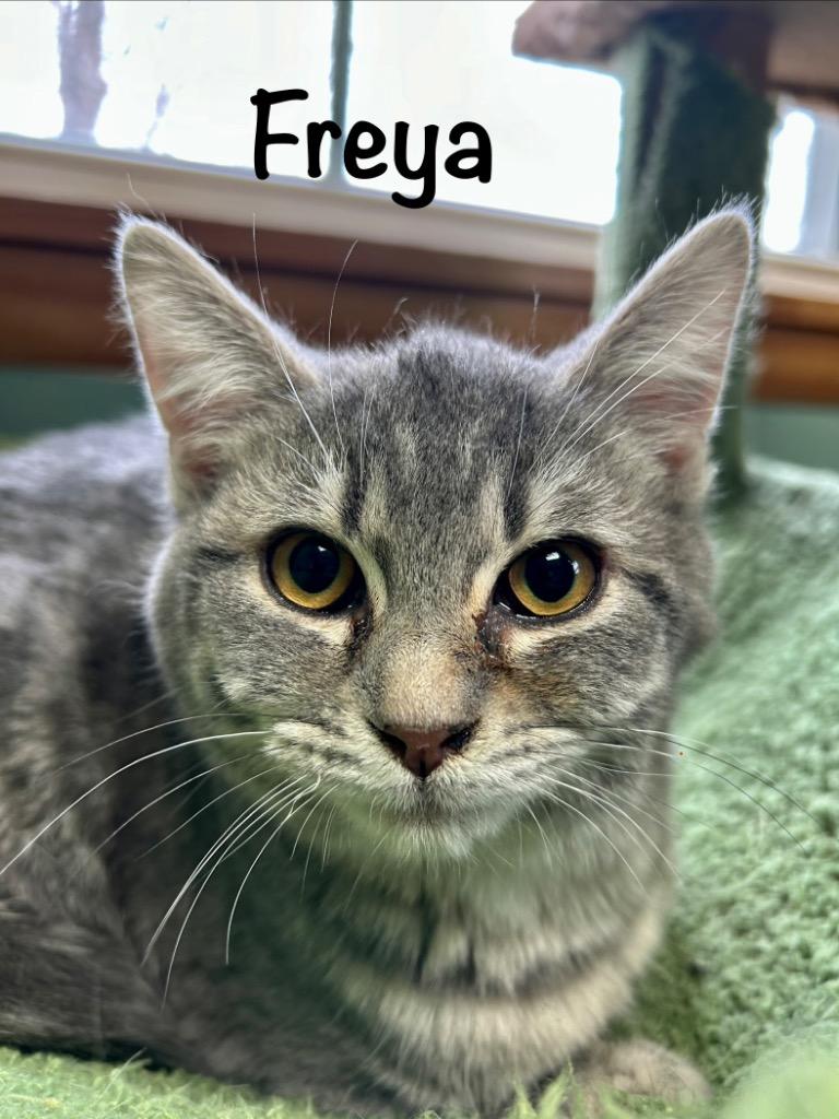 Enlarge Freya, a Adoptable mixed breed in West Union, OH image 1/1