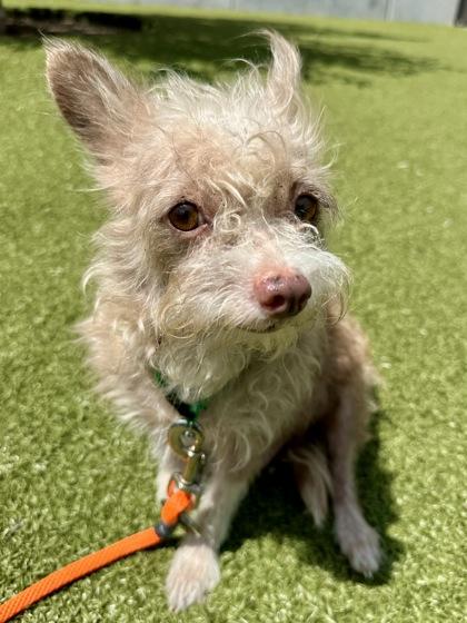 Shiba, Adoptable, Adult Female Mixed Breed & Mixed Breed.