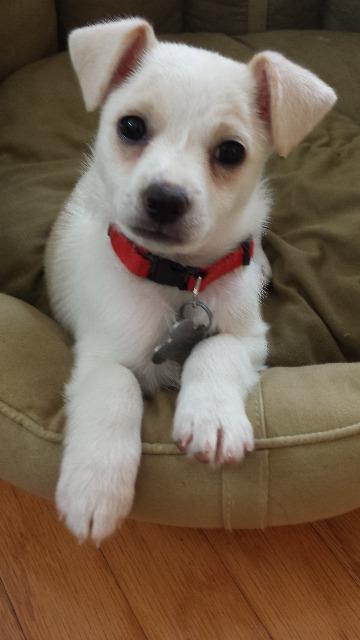 Alex, a Adopted mixed breed in Manhattan Beach, CA image 1/3