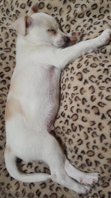 Alex, a Adopted mixed breed in Manhattan Beach, CA image 2/3