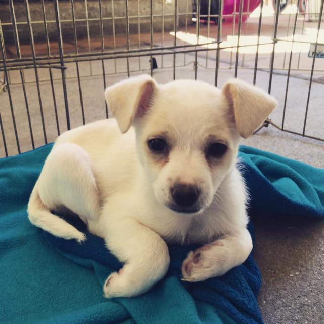 Alex, a Adopted mixed breed in Manhattan Beach, CA image 3/3