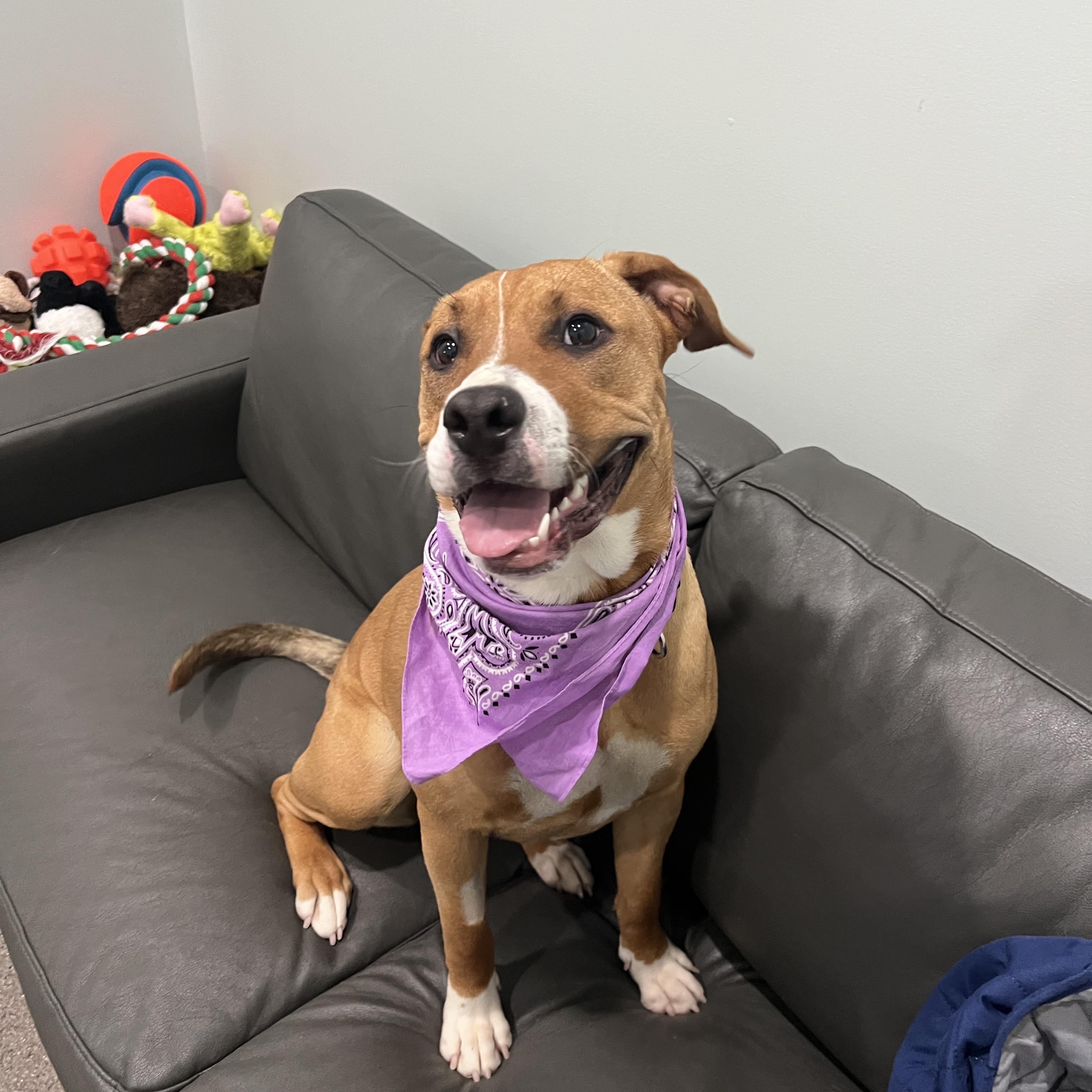 Enlarge Madora- Prison Program Graduate, a Adoptable mixed breed in Sault Sainte Marie, MI image 2/3