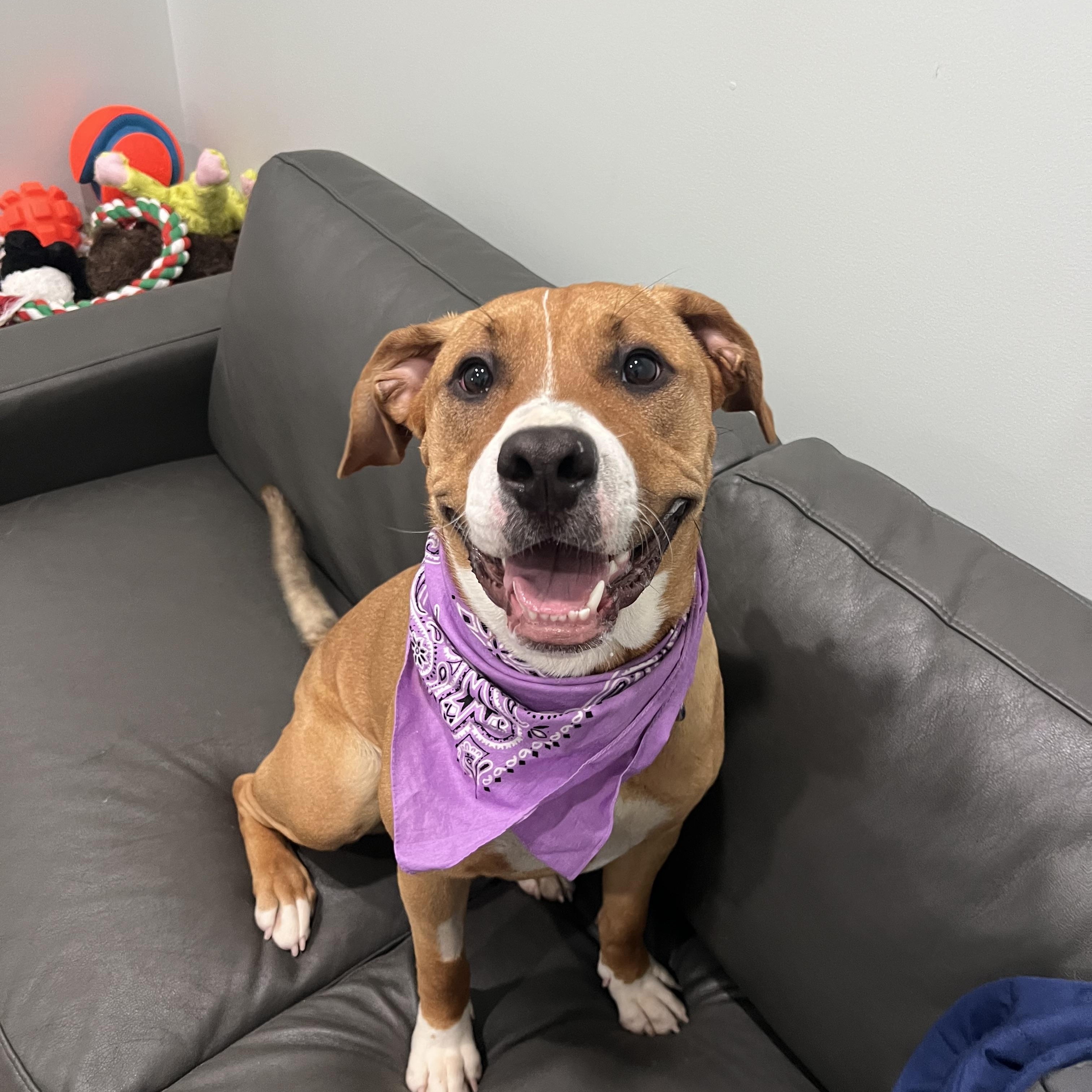 Enlarge Madora- Prison Program Graduate, a Adoptable mixed breed in Sault Sainte Marie, MI image 3/3