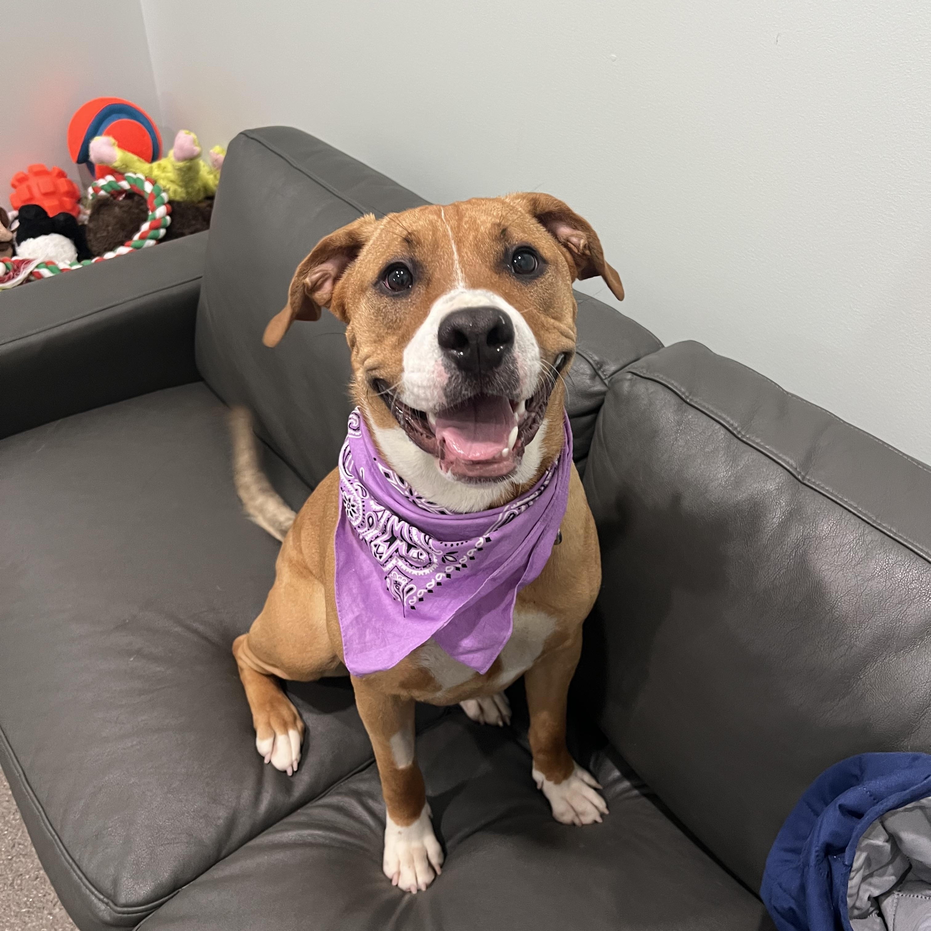 Enlarge Madora- Prison Program Graduate, a Adoptable mixed breed in Sault Sainte Marie, MI image 1/3