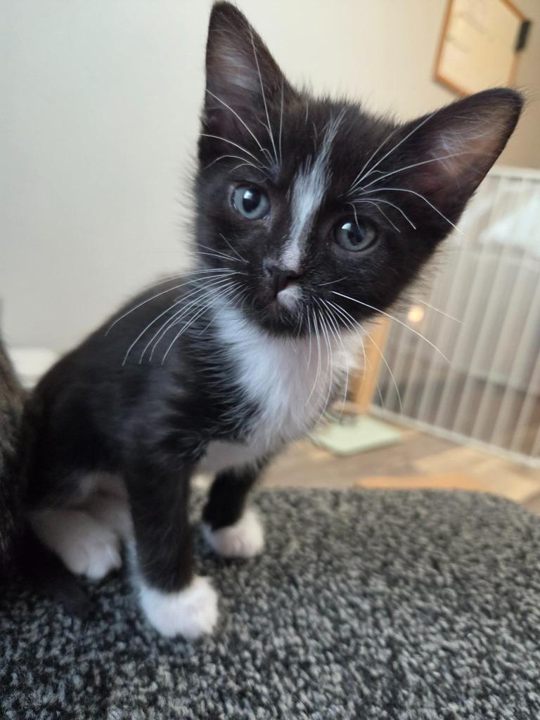 Pumpernickle, adopted, Young Male Domestic Short Hair.