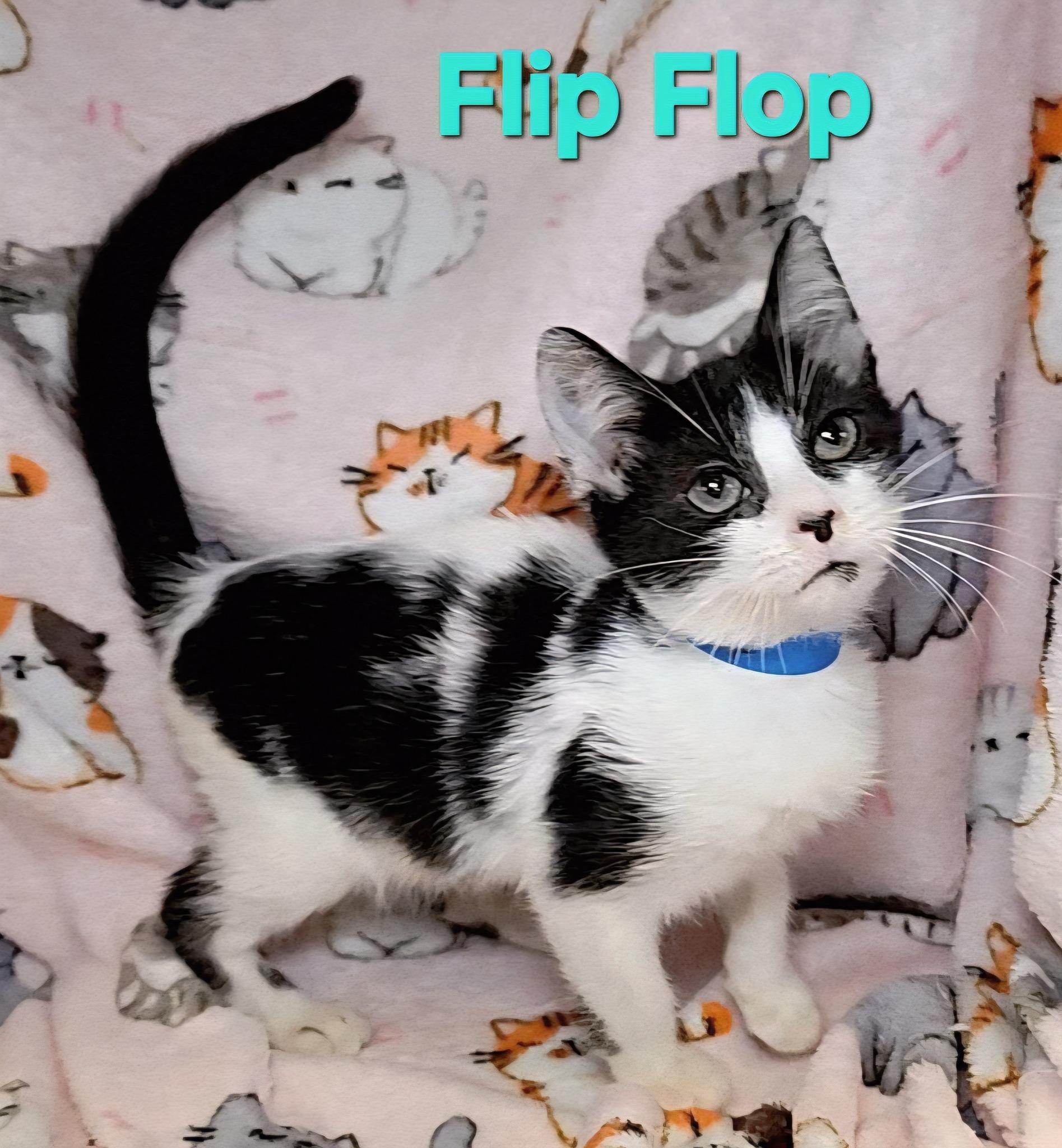 Flip Flop