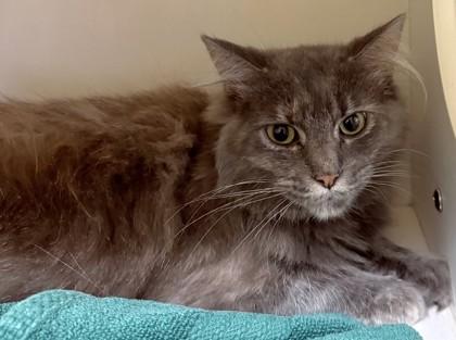Storm, Adoptable, Adult Female Domestic Medium Hair.