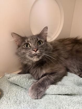 Enlarge Storm, a Adoptable mixed breed in Harbor Springs, MI image 2/2