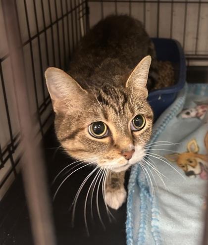 Shelby — thumbnail 2