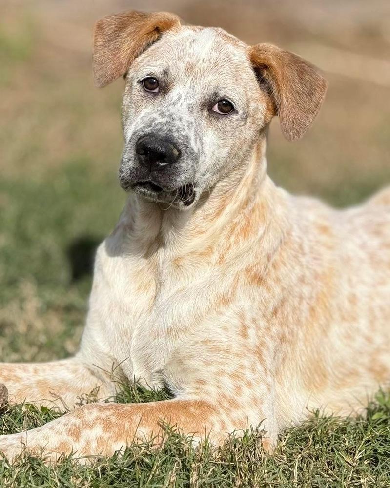 Riot, Adoptable, Puppy Male Australian Cattle Dog / Blue Heeler.