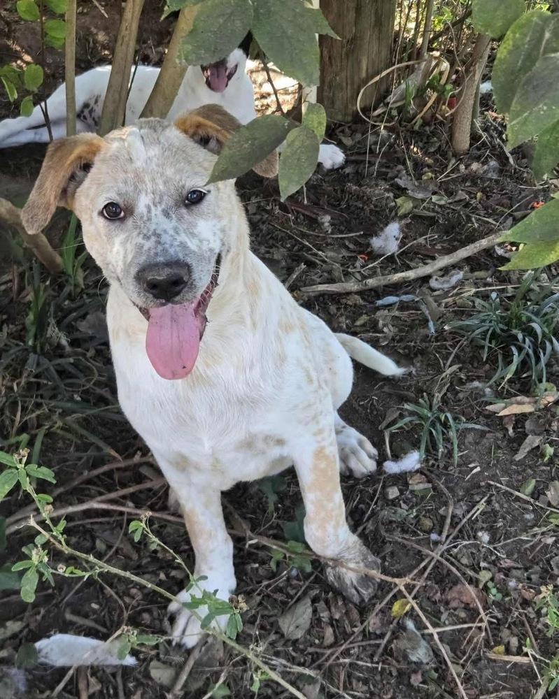Riot, Adoptable, Puppy Male Australian Cattle Dog / Blue Heeler.