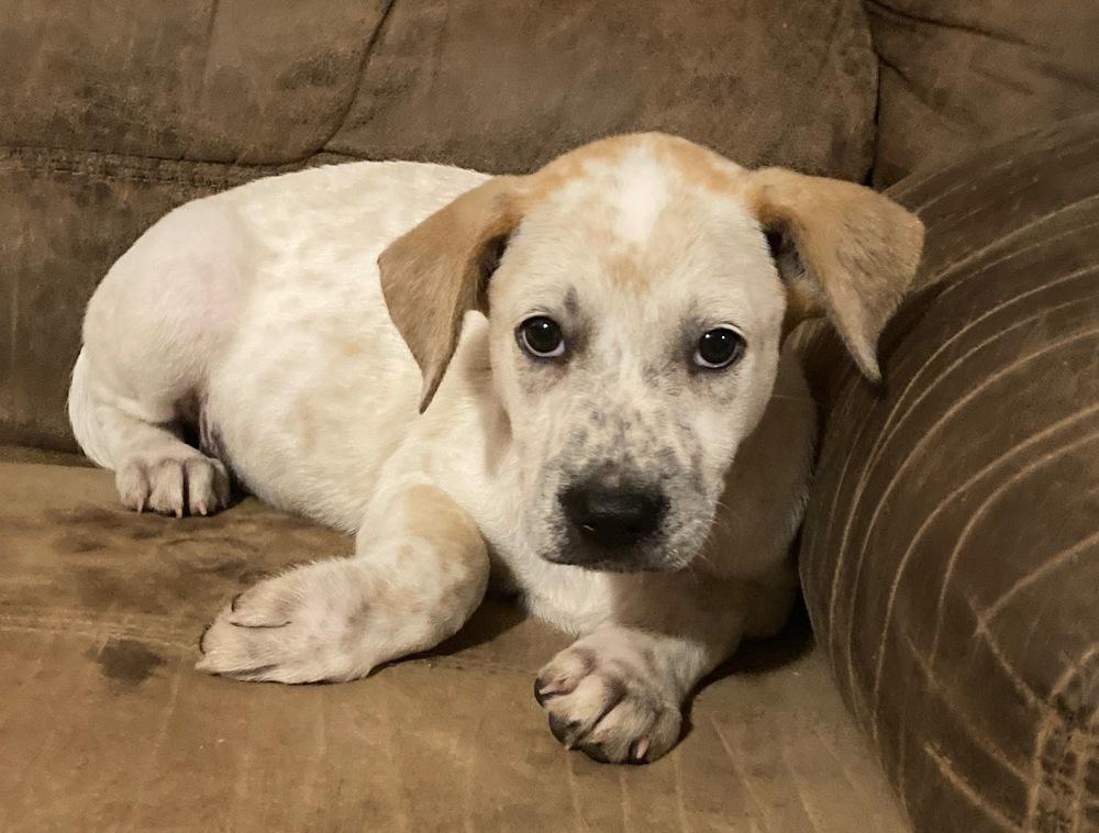 Riot, a Adoptable Australian Cattle Dog / Blue Heeler in Brookshire, TX image 2/6