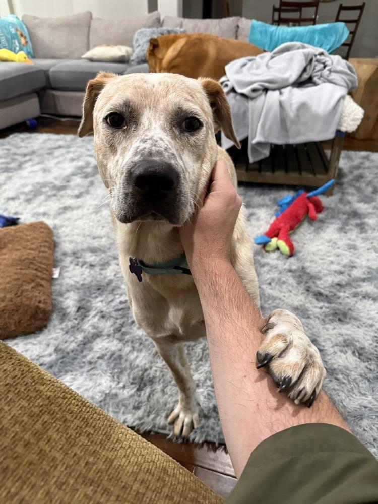 Riot, a Adoptable Australian Cattle Dog / Blue Heeler in Brookshire, TX image 3/6