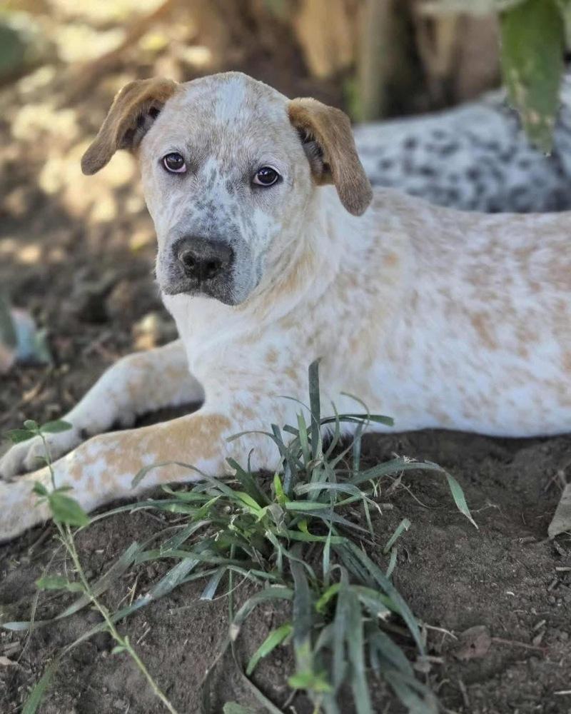 Riot, a Adoptable Australian Cattle Dog / Blue Heeler in Brookshire, TX image 3/6