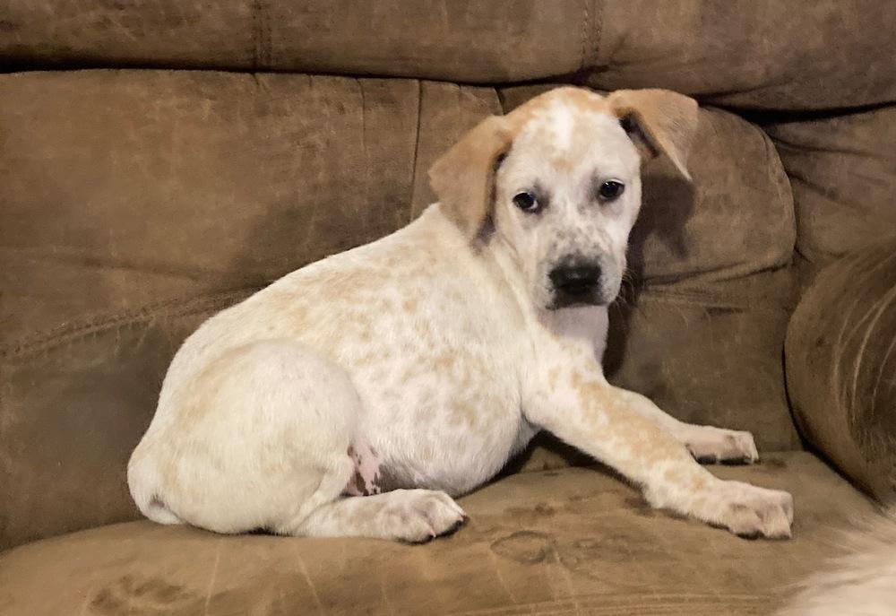 Riot, a Adoptable Australian Cattle Dog / Blue Heeler in Brookshire, TX image 4/6