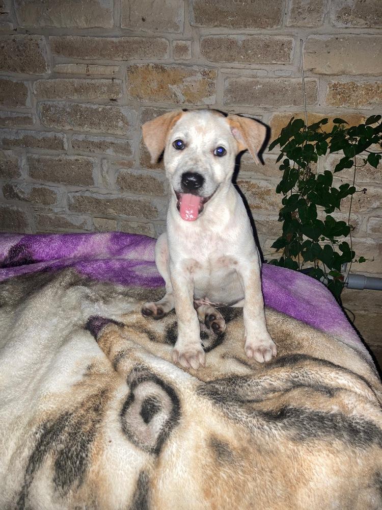 Riot, a Adoptable Australian Cattle Dog / Blue Heeler in Brookshire, TX image 5/6