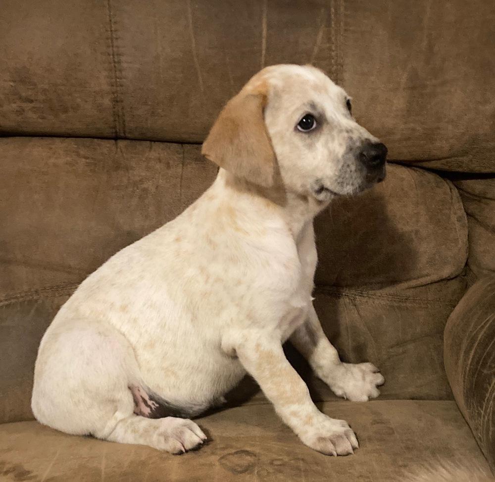 Riot, a Adoptable Australian Cattle Dog / Blue Heeler in Brookshire, TX image 6/6