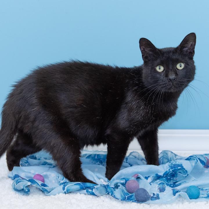 Enlarge Aloysius, a Adoptable Domestic Short Hair in Pekin, IL image 1/3