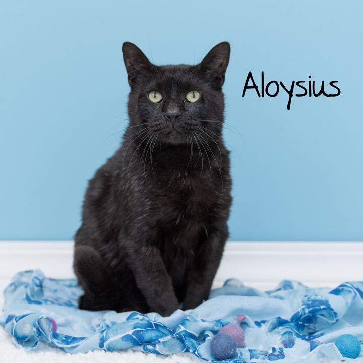 Enlarge Aloysius, a Adoptable Domestic Short Hair in Pekin, IL image 2/3