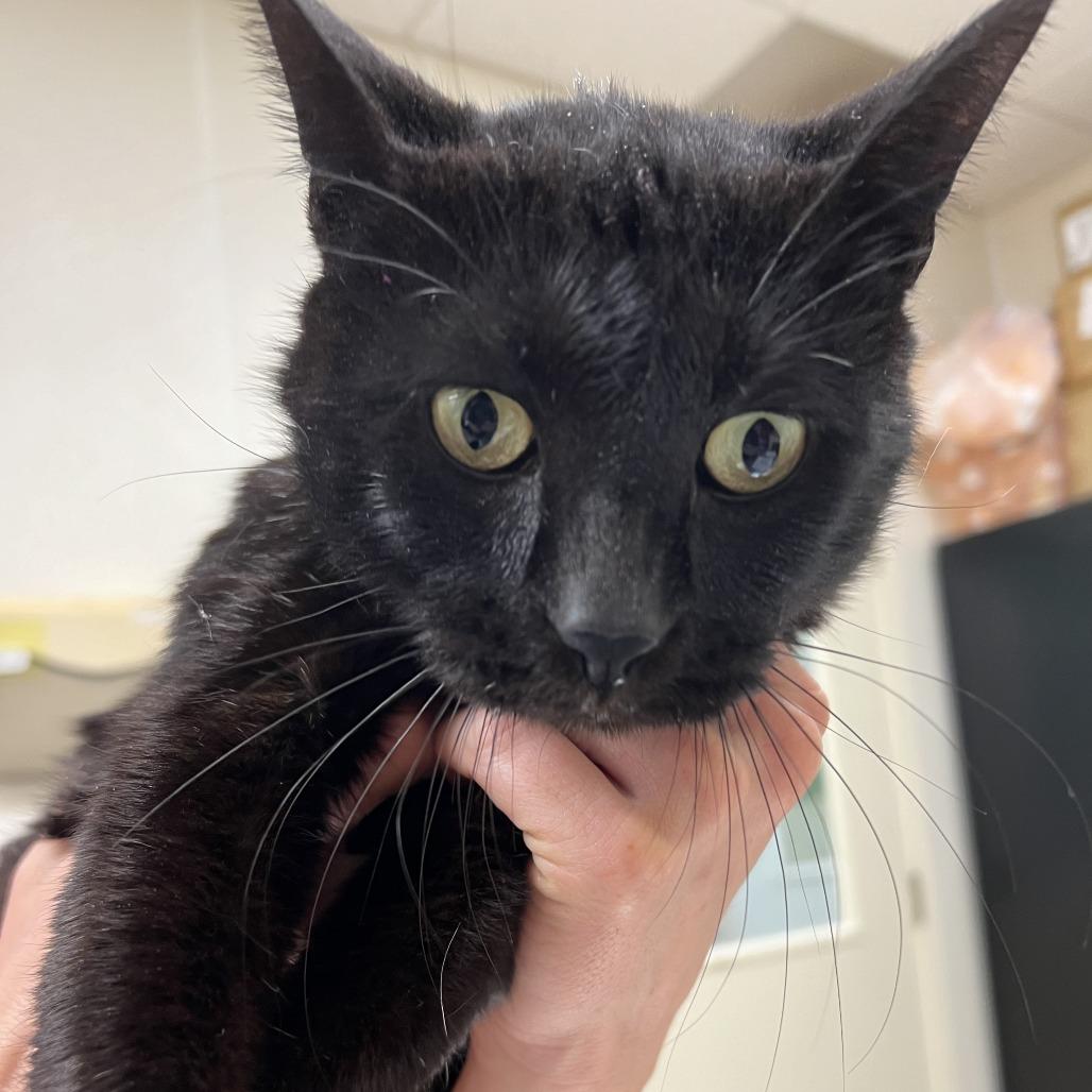 Enlarge Aloysius, a Adoptable Domestic Short Hair in Pekin, IL image 3/3