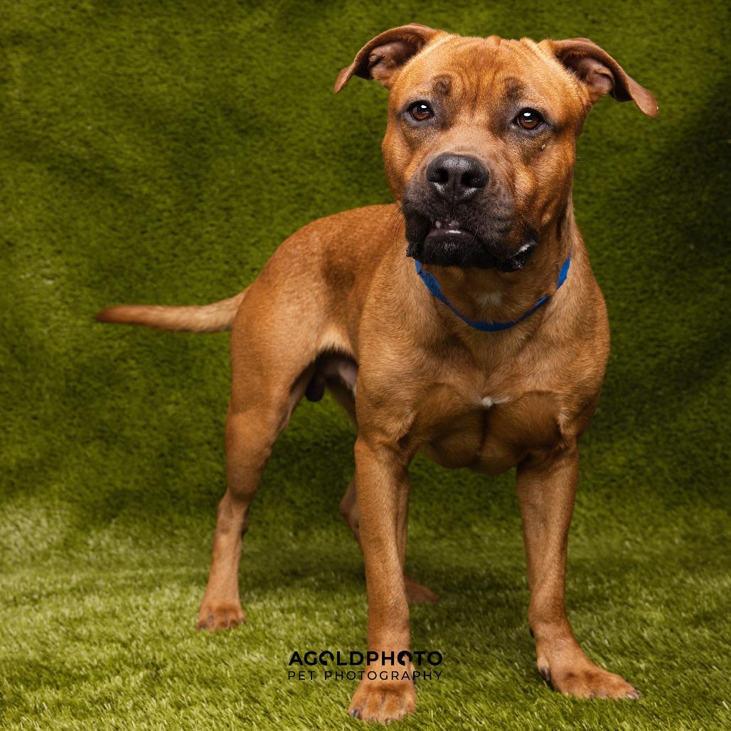 Champ, Adoptable, Adult Male Terrier & Terrier.