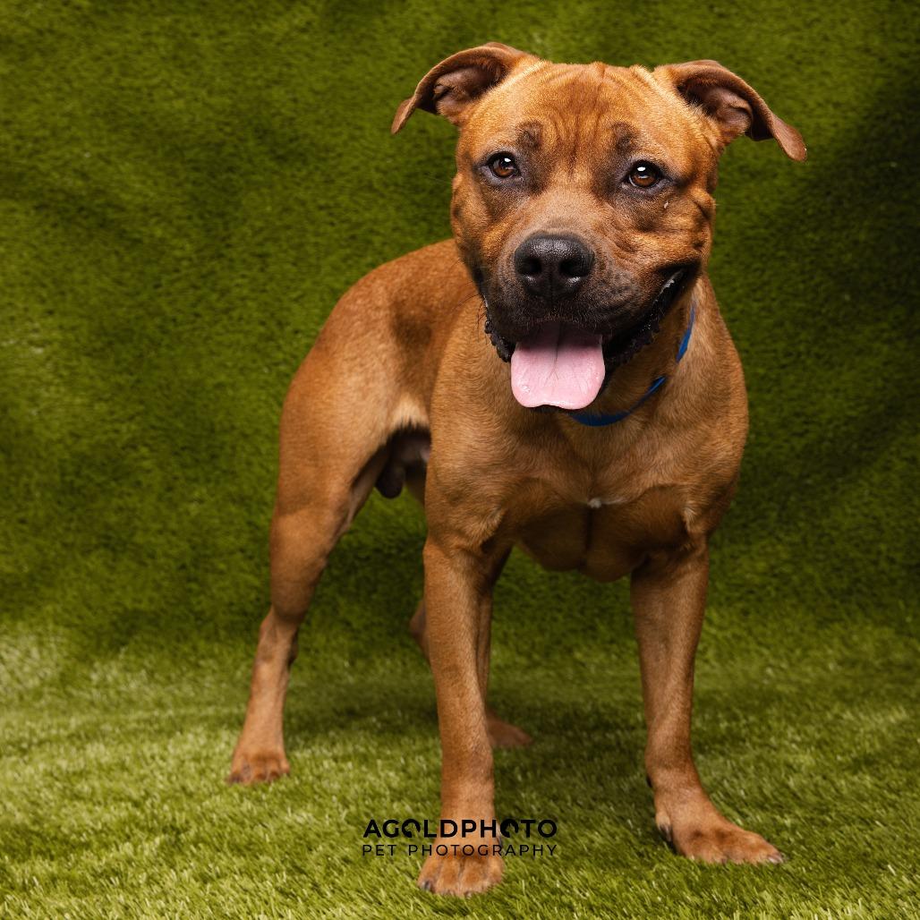 Enlarge Champ, a Adoptable mixed breed in Tampa, FL image 2/5