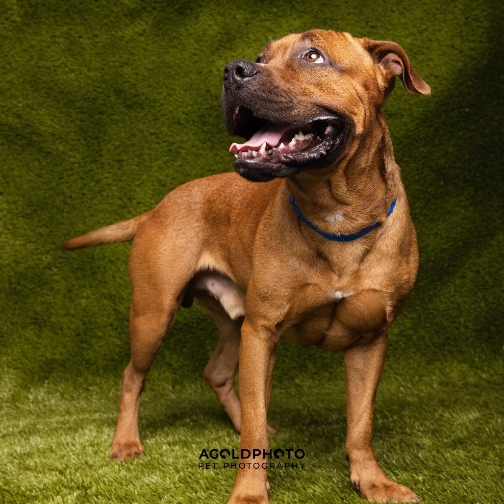 Enlarge Champ, a Adoptable mixed breed in Tampa, FL image 3/5