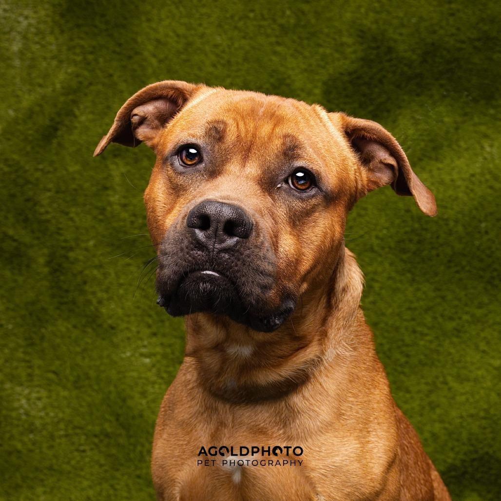Enlarge Champ, a Adoptable mixed breed in Tampa, FL image 4/5