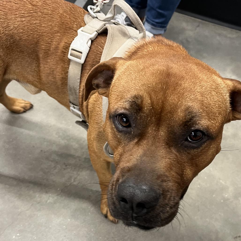Enlarge Champ, a Adoptable mixed breed in Tampa, FL image 5/5