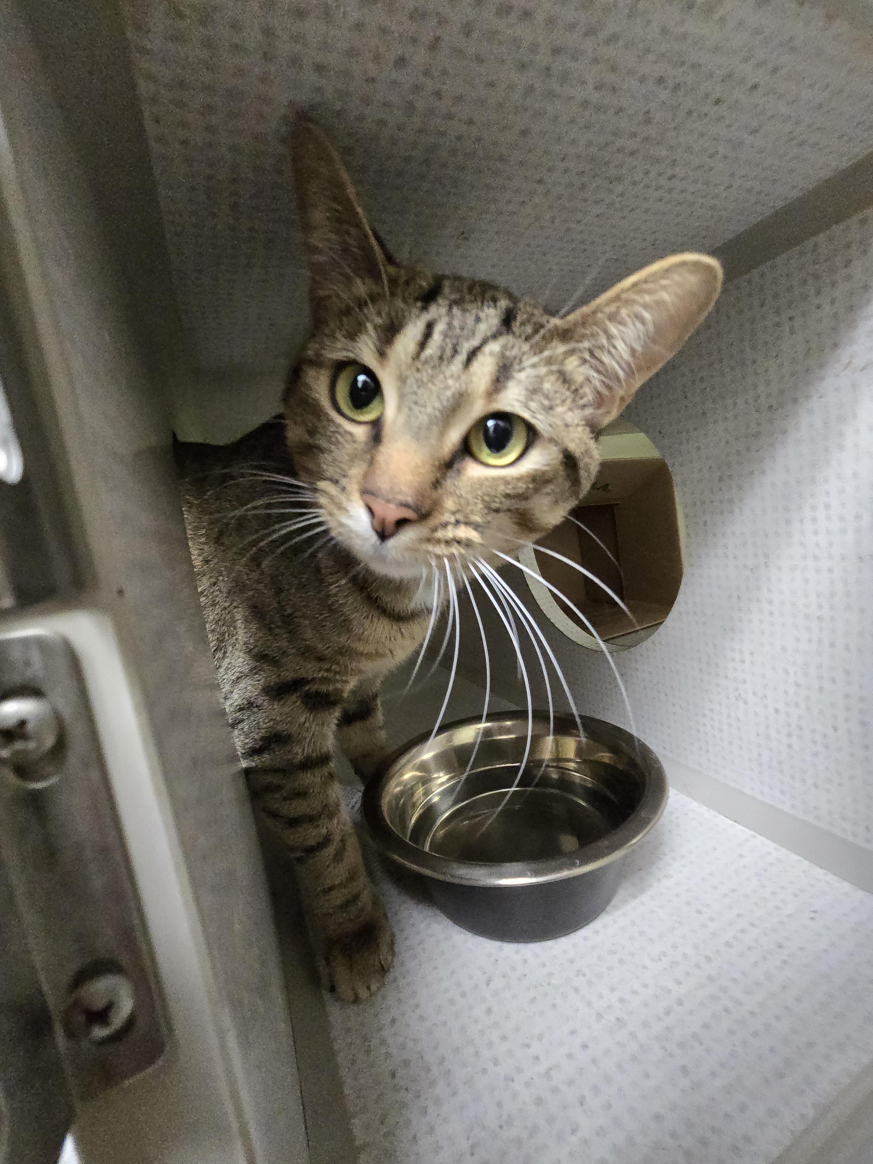 Enlarge Tiger, a Adoptable Domestic Short Hair in Huntington Beach, CA image 1/1