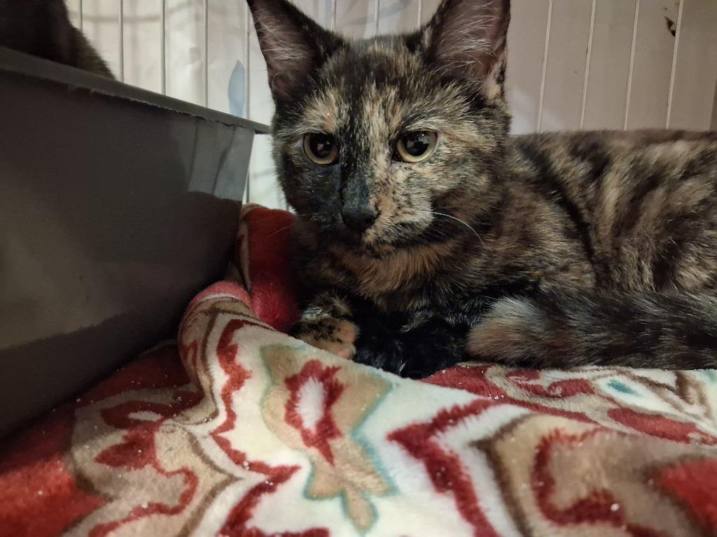 Enlarge AMBER, a Adoptable mixed breed in Wintersville, OH image 1/2