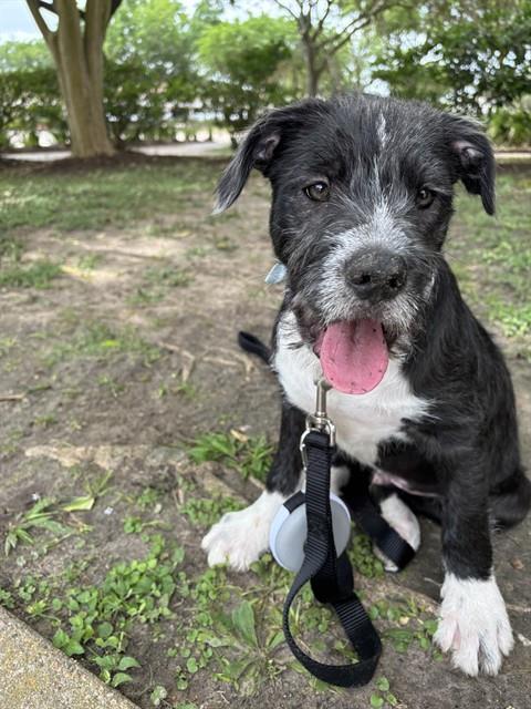 Enlarge GERALD OTIS III, a Adoptable German Wirehaired Pointer in Sugar Land, TX image 1/1