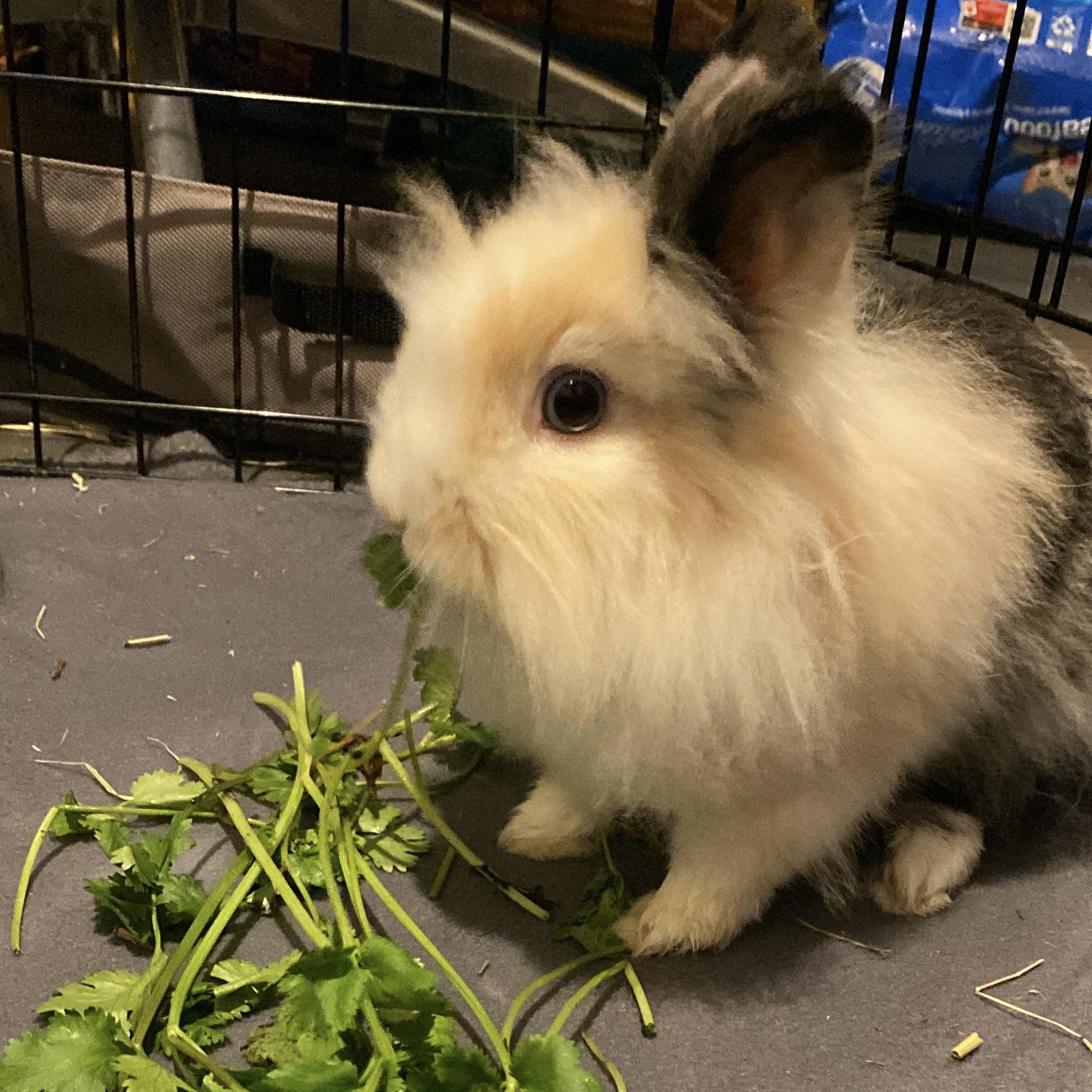 Calico, a ADOPTABLE Lionhead in San Antonio, TX image 2/6