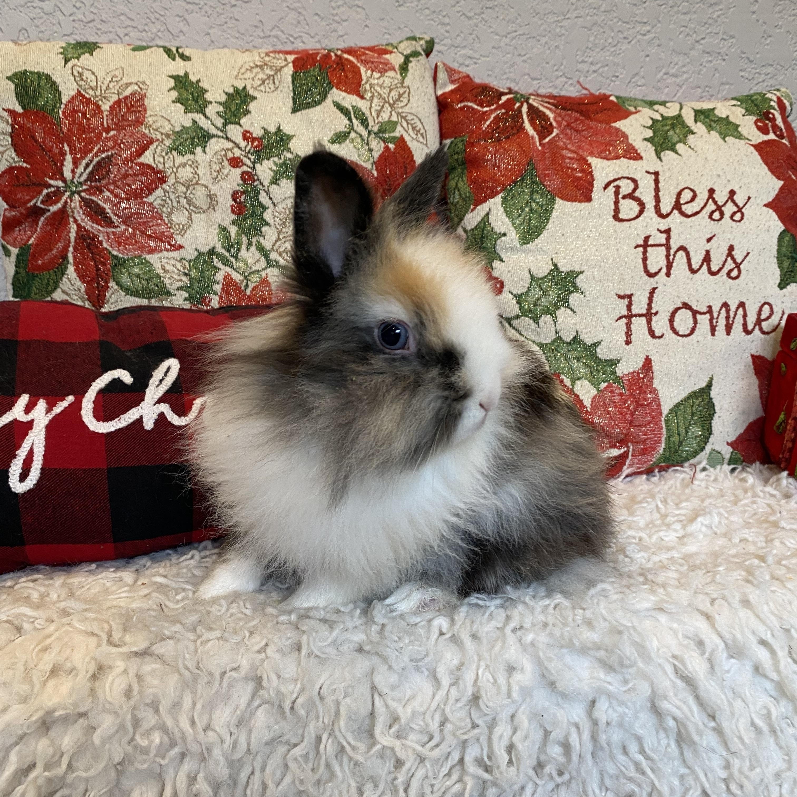 Calico, ADOPTABLE, Adult Female Lionhead.