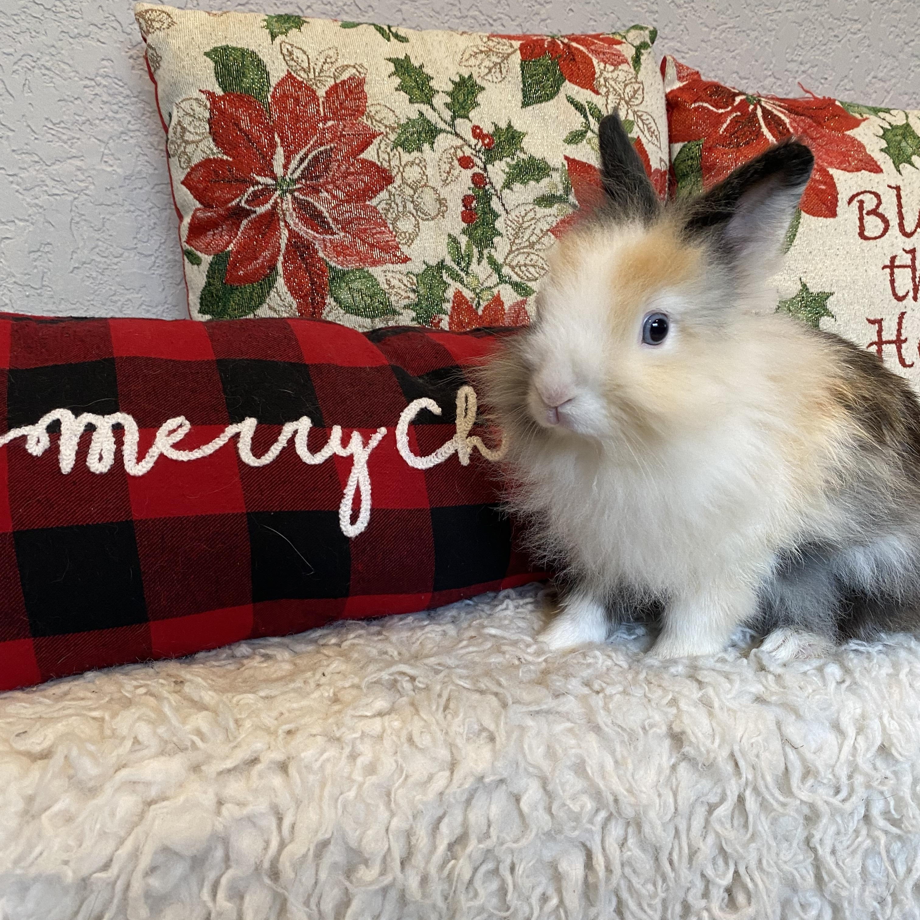 Enlarge Calico, a ADOPTABLE Lionhead in San Antonio, TX image 4/5