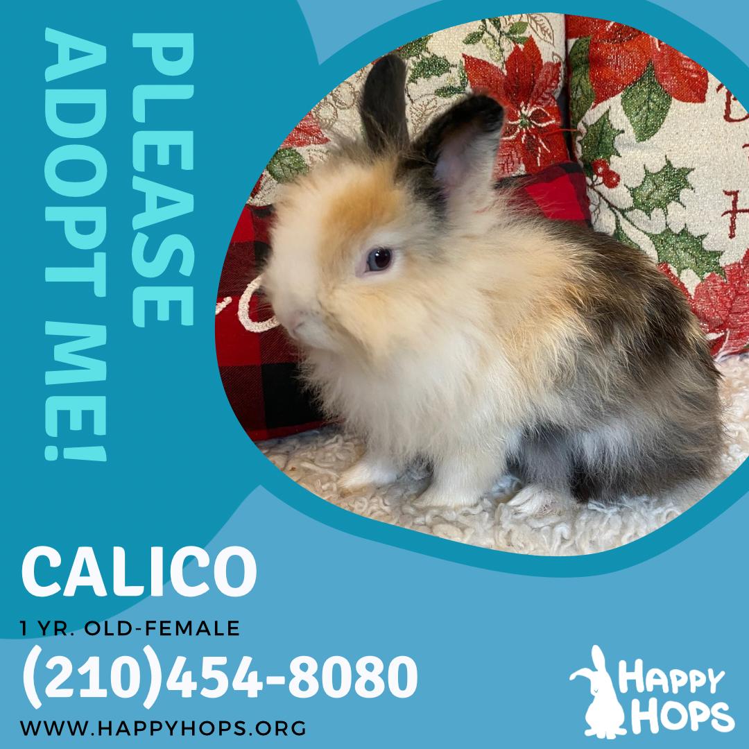 Enlarge Calico, a ADOPTABLE Lionhead in San Antonio, TX image 5/5