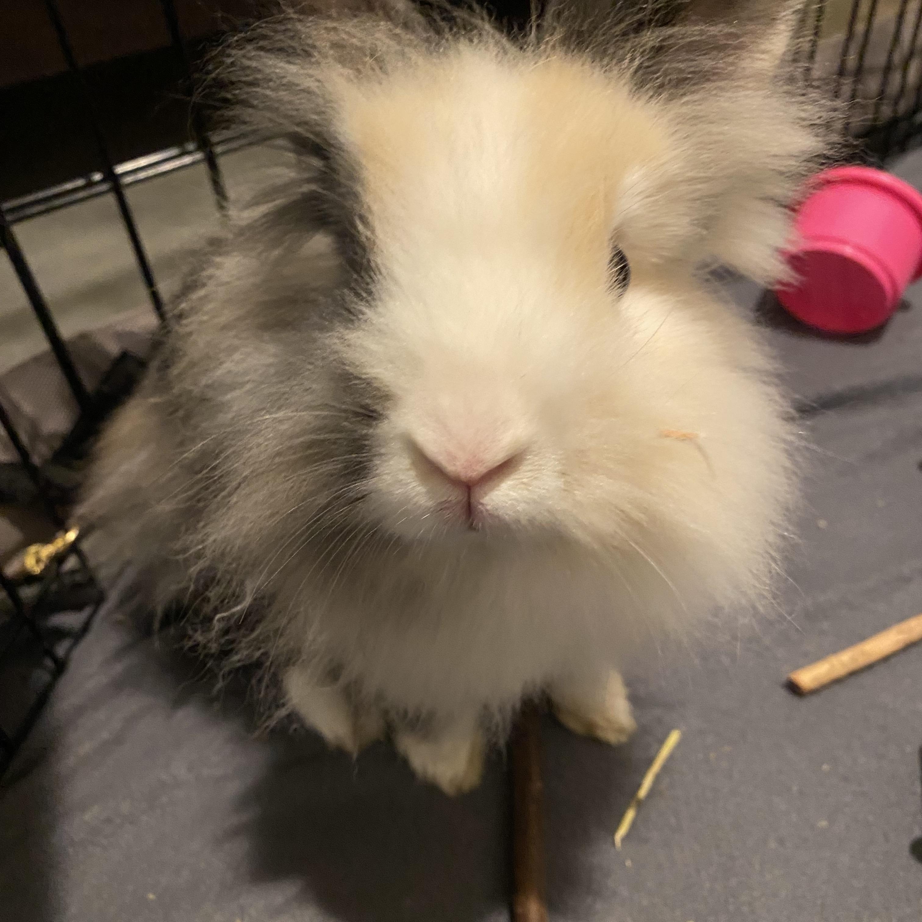 Calico, a ADOPTABLE Lionhead in San Antonio, TX image 3/6