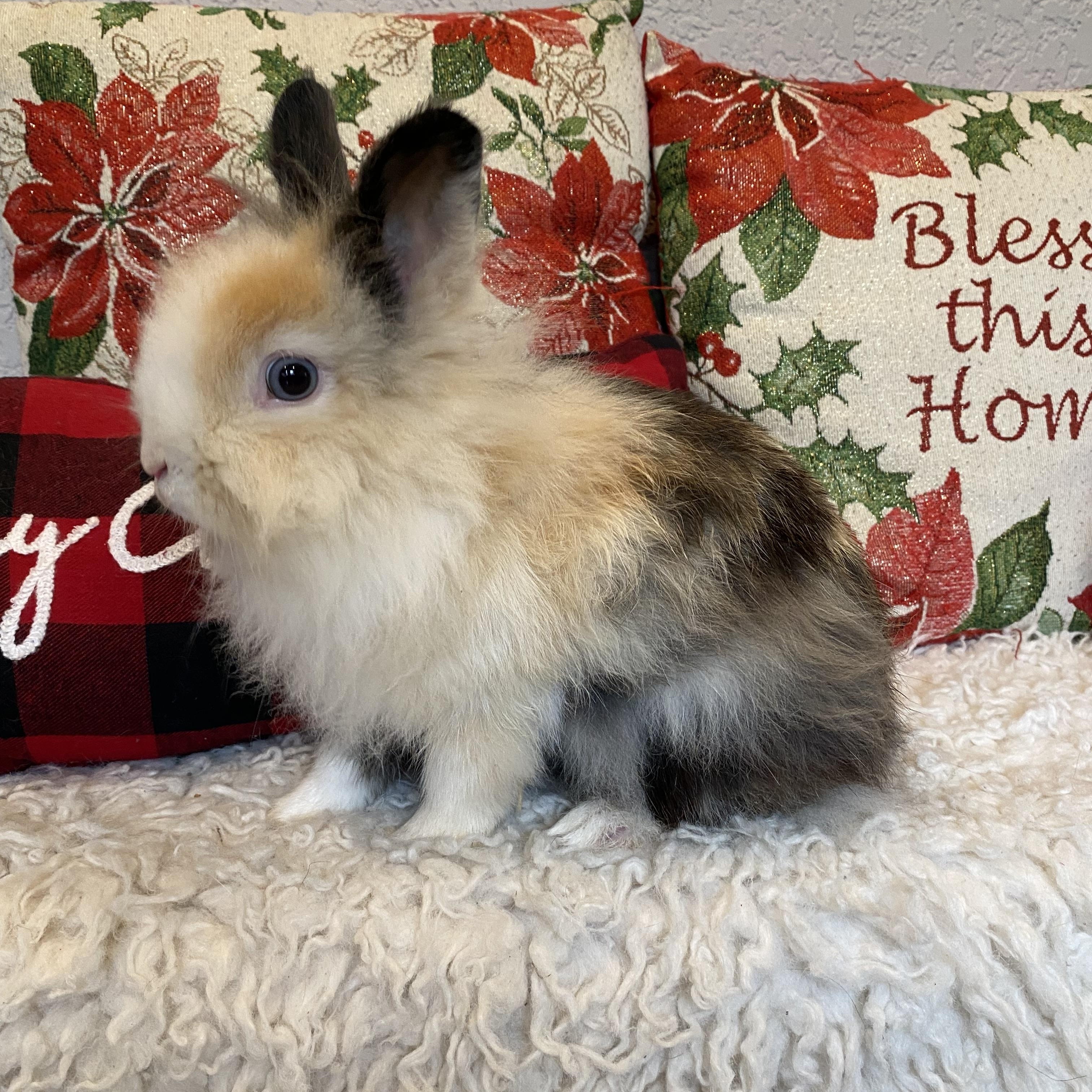 Enlarge Calico, a ADOPTABLE Lionhead in San Antonio, TX image 2/5