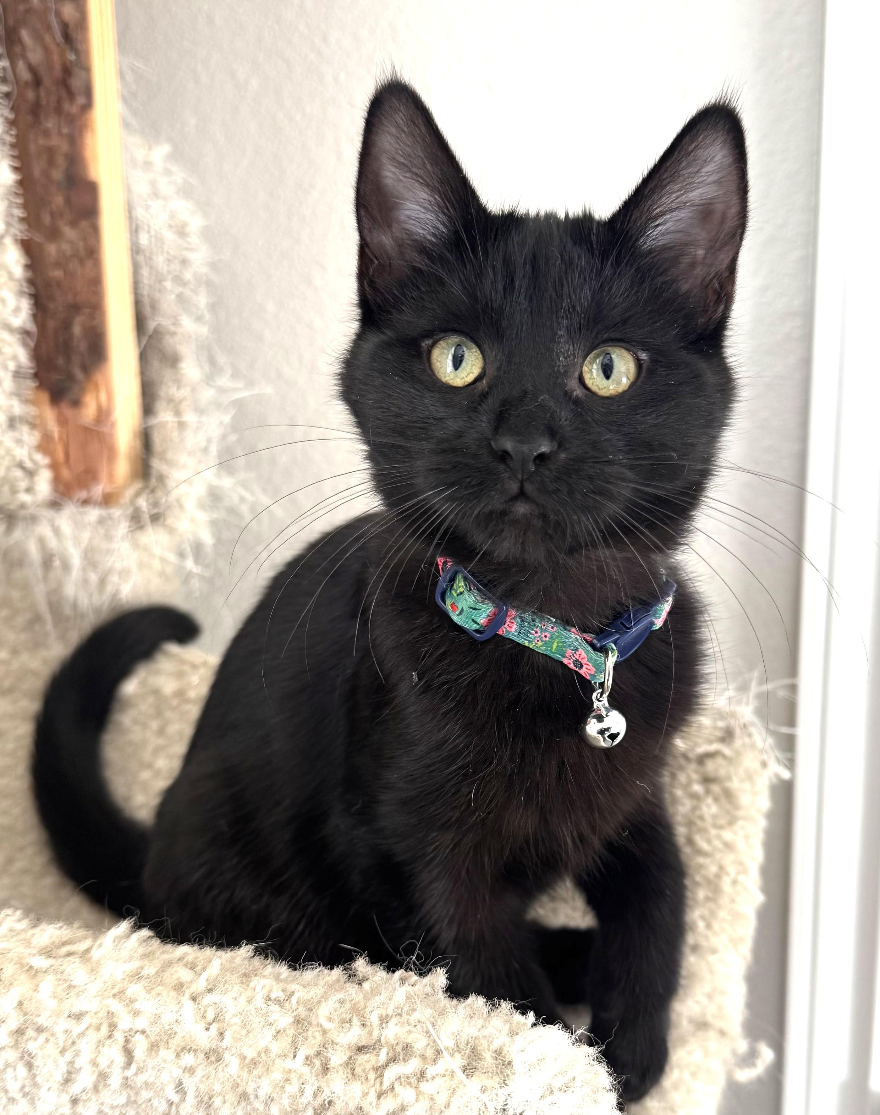 Jess, adopted, Young Female Domestic Short Hair.