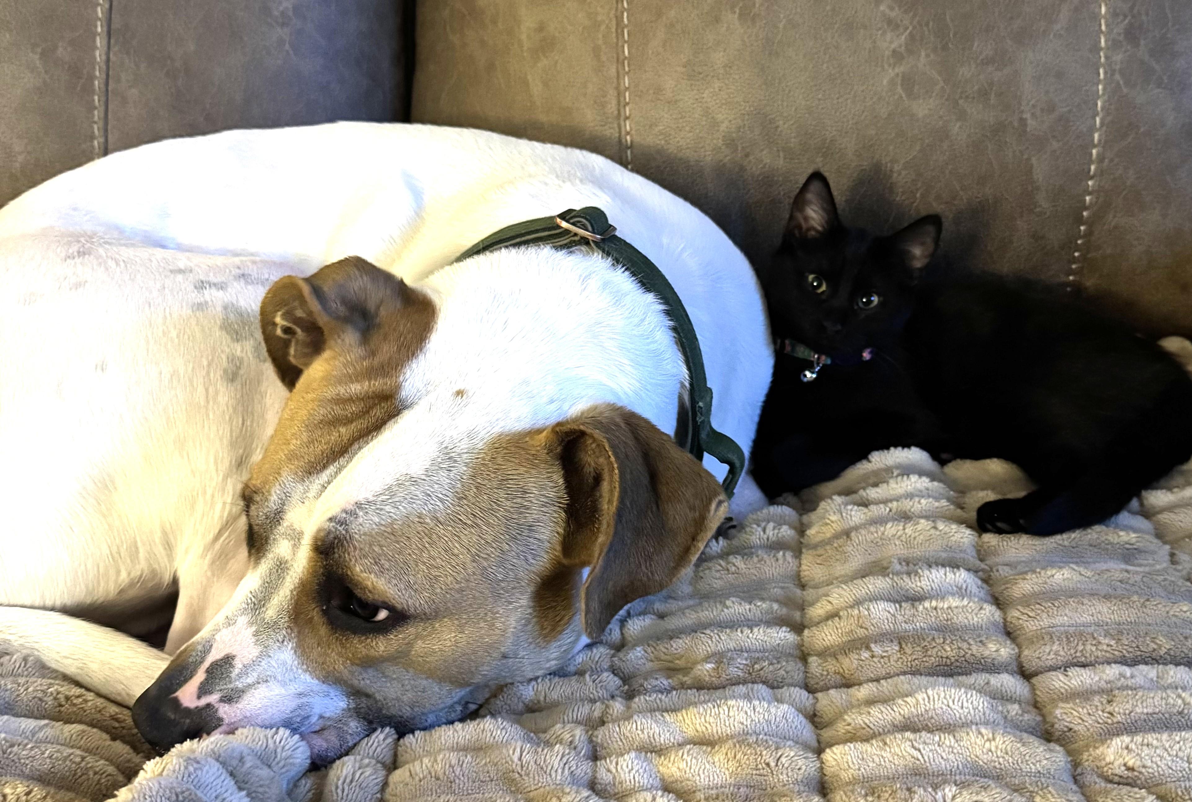 Jess, an adopted Domestic Short Hair in Bentonville, AR image 2/3