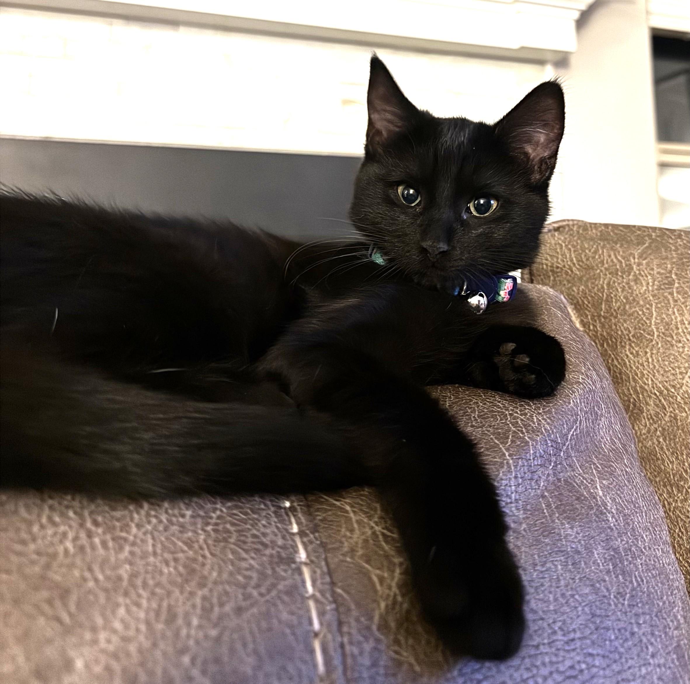 Jess, an adopted Domestic Short Hair in Bentonville, AR image 3/3