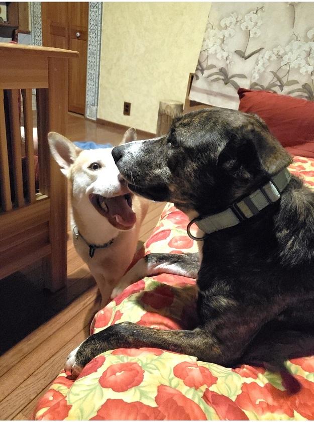 BROWNIE, ADOPTABLE, Adult Female Mixed Breed.