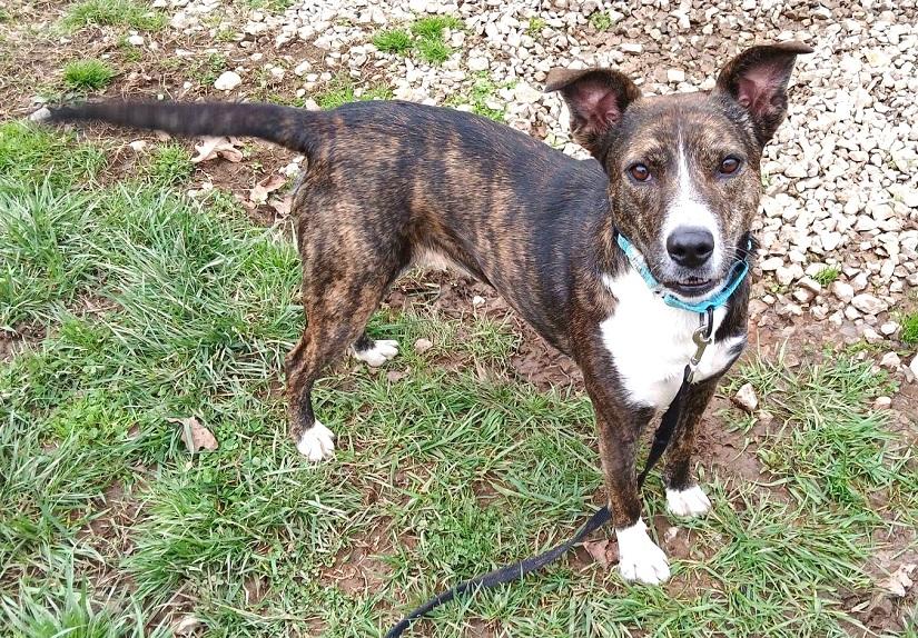 BROWNIE, a ADOPTABLE Mixed Breed in Pegram, TN image 2/6