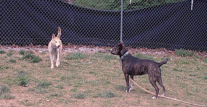BROWNIE, a ADOPTABLE Mixed Breed in Pegram, TN image 3/6