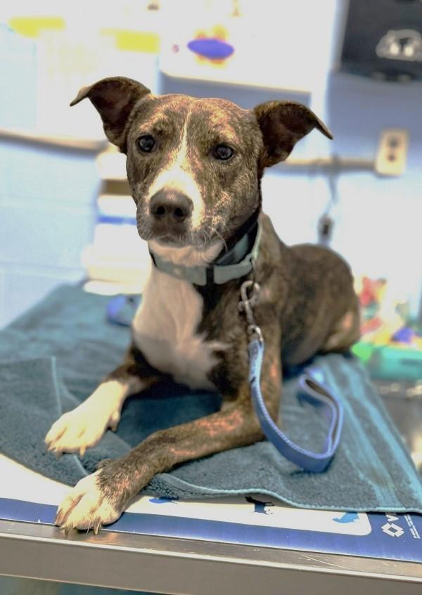 BROWNIE, a ADOPTABLE Mixed Breed in Pegram, TN image 6/6