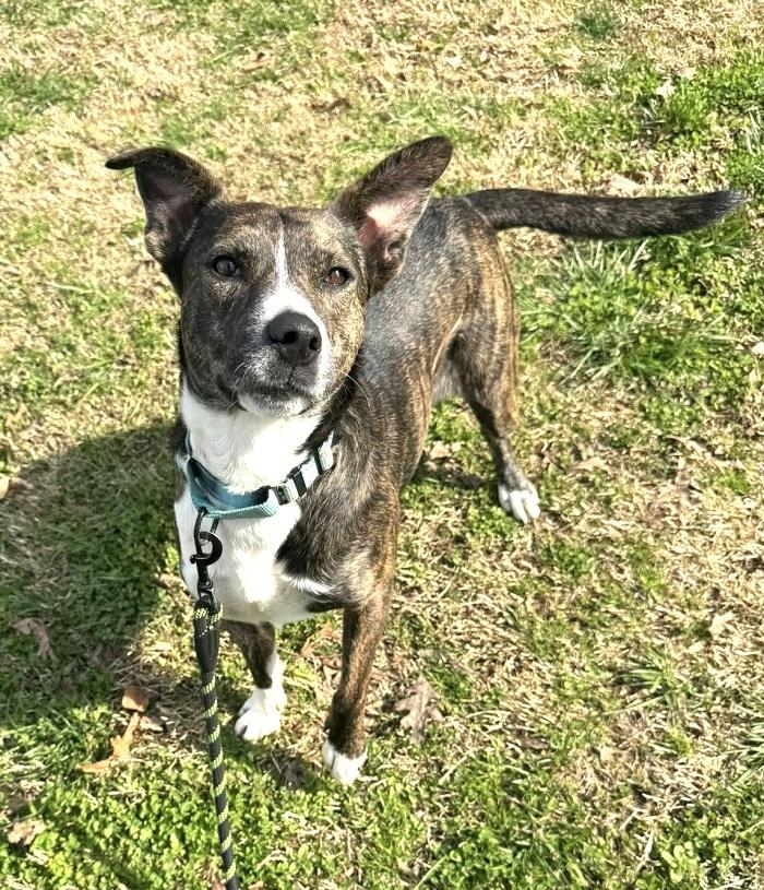 BROWNIE, a ADOPTABLE Mixed Breed in Pegram, TN image 5/6