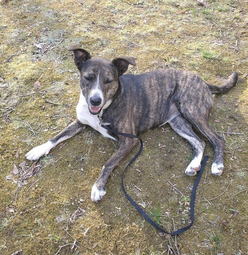Enlarge BROWNIE, a ADOPTABLE Mixed Breed in Pegram, TN image 4/6