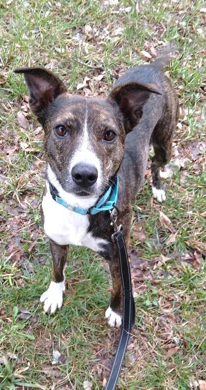 BROWNIE, a ADOPTABLE Mixed Breed in Pegram, TN image 4/6